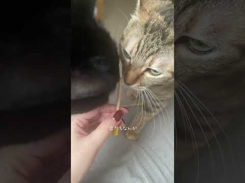 事件発生率高いんよ、わが家は #猫 #ネコ #shorts
