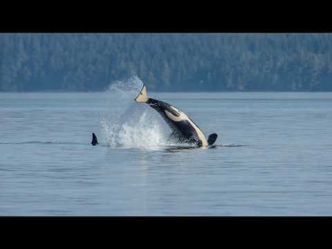 Jeff Gold - Maria Del Playa (A day with the Whales)