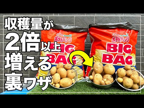 [No more failures] Introducing a secret technique to more than double your potato yield | Anyone ...
