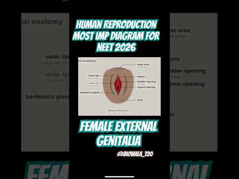 Human Reproduction-Female External Genitalia #shorts #biology #neet #youtubeshorts #science #diagram