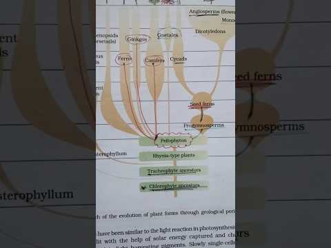👍Evolution NCERT (NEET)#ytshorts #neet #neettrickstolearn #shorts