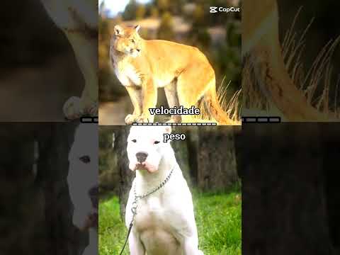 puma vs dogo