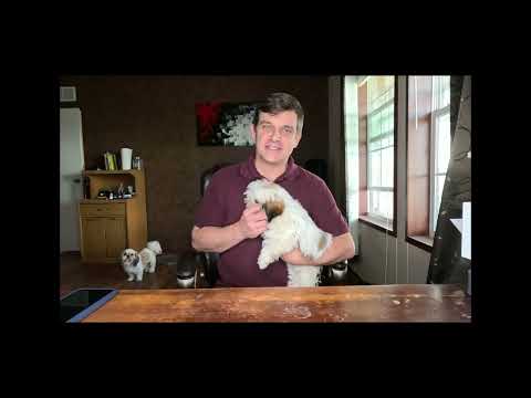 Puppy now Available for Forever Home