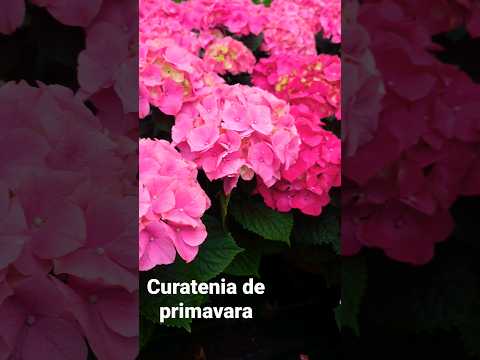 From Cleaning to Blooming: My Beautiful Hydrangeas