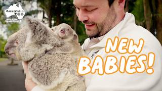 New Koala Babies! | Australia Zoo