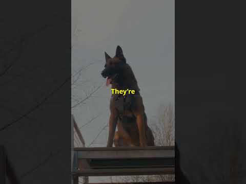 5 super powers your dog has! #dogs #youtubeshorts