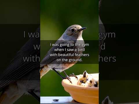 I Saved A #bird from #cats #silentvlog