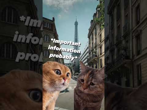 Don’t be that cat 😽 #LearnALanguage #TalkingCats #Bonjour