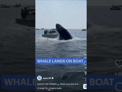 Whale vs. tug boat who wins #whale #boat #fishing #reaction