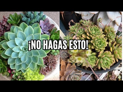 Riego PERFECTO para Suculentas: ¿Cuándo y Cómo Hacerlo? 💧 ¡Guía Completa para Suculentas Saludables!