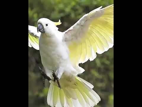 Sulphur crested cockatoo  #short #birds #beautifulpets #birdspecies