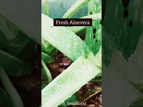 Aloevera hair 😷 😁||subscribe for @ashucreativity7240  #trending #viral #shorts #makeup #haircare