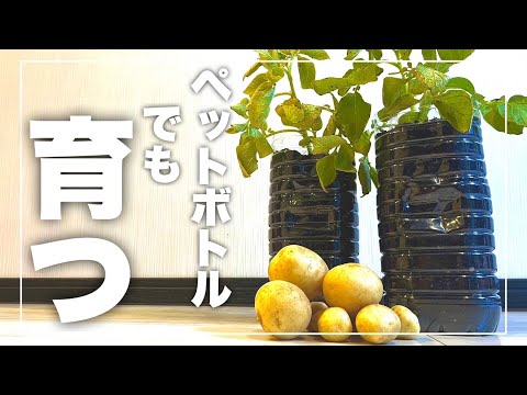 【ぽたろうさん出演】じゃがいもがペットボトルで育てられるか試してみました！｜実験栽培