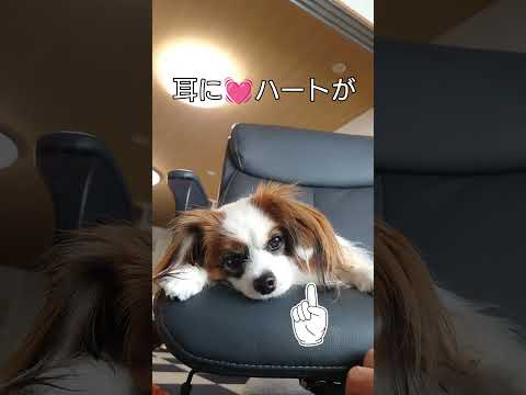 かわいい模様がある犬 #タレ耳 #パピヨン #かわいい犬