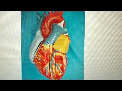 BLOOD 🩸 FLOW OF THE HEART: LOTS OF TALKING, NOT SIMPLIFIED, BUT SHORT!