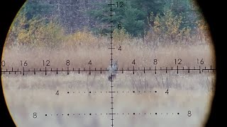 Coyote 650 yards 243 Win