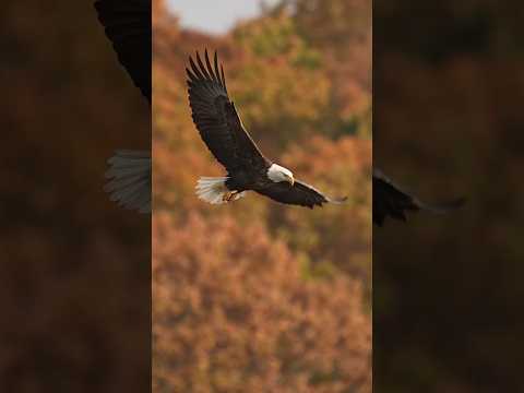 बाज उड़ते समय कितना वजन उठा सकता है? How much weight can an eagle lift while flying? #shorts #facts