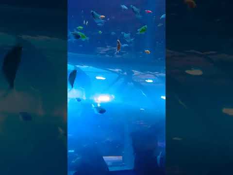 fish Tunnel #reels #shorts #youtube #song #fish #beautiful 😎😎