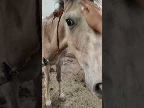 Horse 🐎🐎🐎