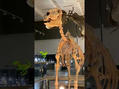 Jurassic Park | National Museum #nrjwesten #shorts #dinosaur