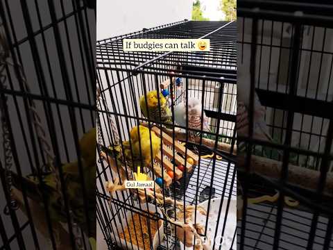 Haste Raho #shorts #funnysong #funnyparrot #hindi #budgies #funnyshorts