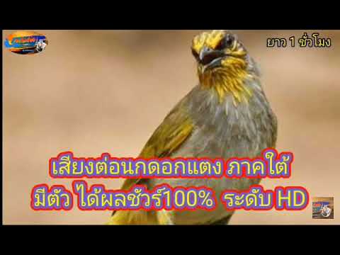 เสียง นกดอกเเตง15นาที