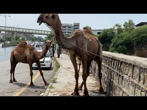 Benefits of Camel Milk ( Did you know that camel milk is known as a medicine more than just milk?)