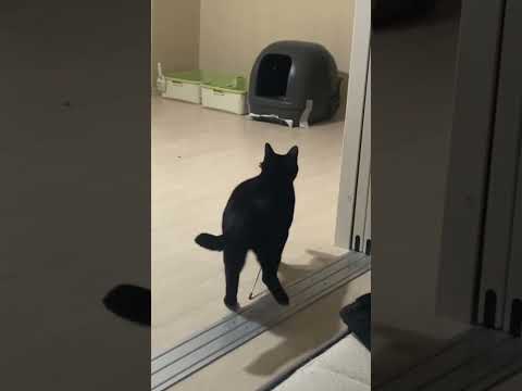 えび天じゃらし #猫 #ねこ