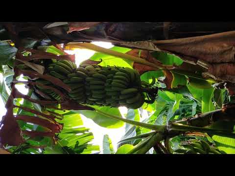 Shubham Farm House kurhad, pachora