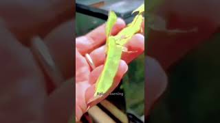 Have you seen a walking leaf #shortsfeed #walkingleaf #insect