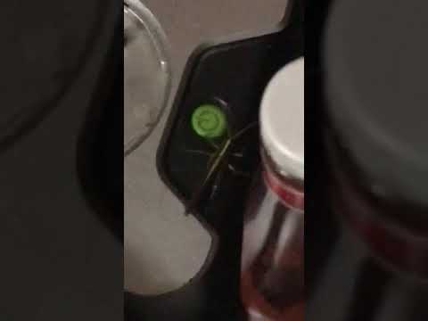 *BUG*