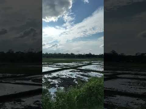 My village #viralshort #assam #song #viral #assamesesong #views #subscribers #likesharesubscribe