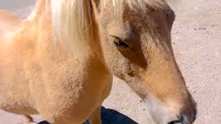 Meet My Horses + Ponies - Random Vlog (HONEYHEARTSC REUPLOAD)