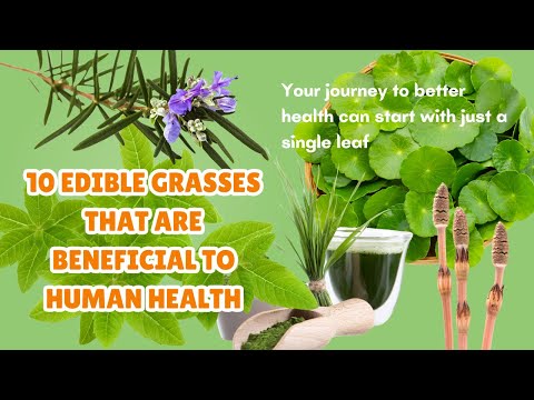 10 Edible Grasses That Are Beneficial to Human Health