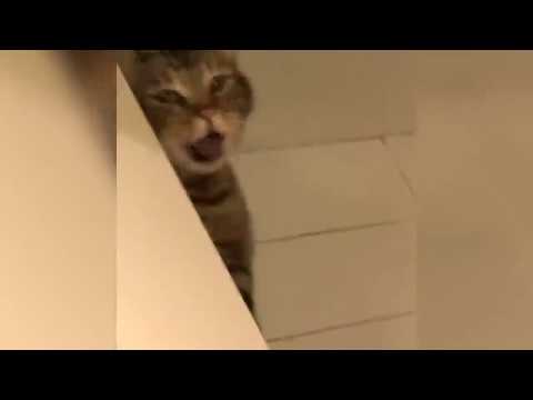 Dog farts, cat pukes