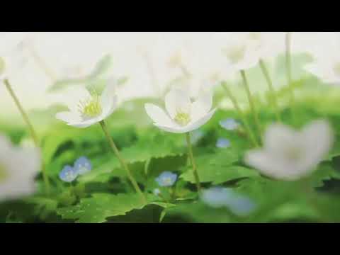 Shiloh - Nicole's Garden [Live Quiet Room Version]