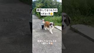 I thought I was taking a walk, but I was actually being taken for a walk ☺️ #dog #SaintBernard #l...