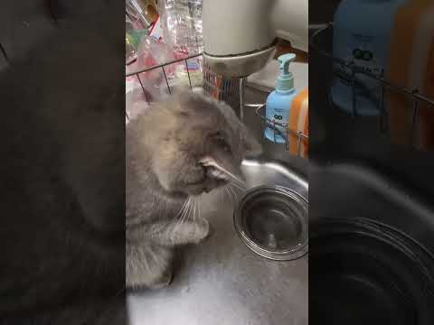 Can I get some water? #penguin #fluffy #cute #adorably#cat
