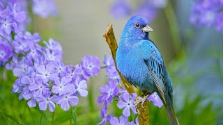 Beautiful Relaxing Hymns, Peaceful Calm Instrumental Music, "Songbird's of Spring" By Tim Janis