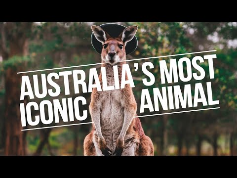 Kangaroos: The Powerful Marsupials You Never Knew About