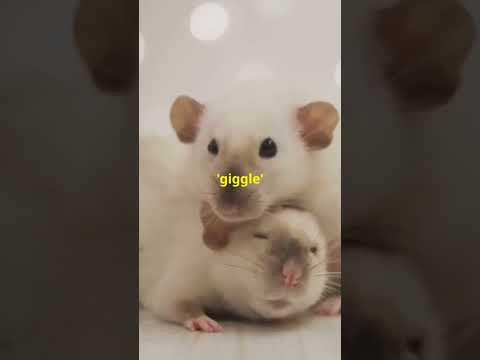 "The Science of Animal Emotions: New Research Reveals Surprising Truths!"