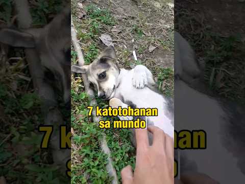 7 KATOTOHANAN SA MUNDO #funny #funnyshorts #funnyvideo