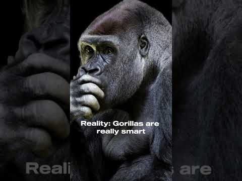 Gorillas are REALLY SMART...  #interesting #facts #animalfacts