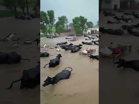 Flood in Village 😭😭#yt #ytshorts #shortvideo #plzsubscribemychannel #viralvideo