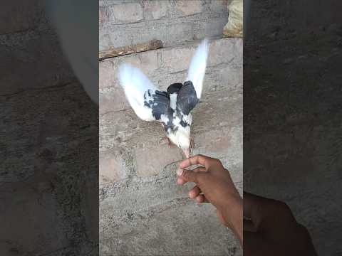#new #কবুতর #কবুতরপালন #kobotor #pigeon #kabootarloft05