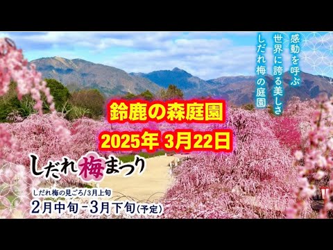 鈴鹿の森庭園 しだれ梅まつり2025年