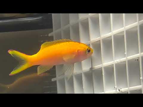 Sunset Anthia Eye Issue