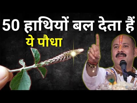 बहुत ही लाभदायक पौधा हैं ये आपके लिए अमृत से कम नहीं | Pradeep Ji Mishra