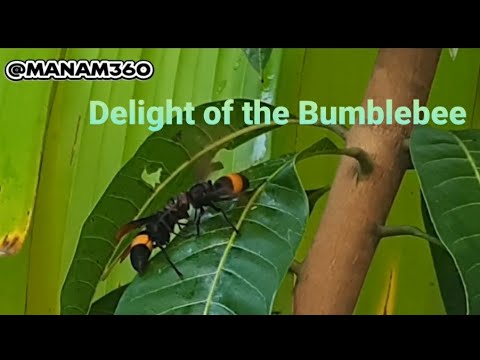 Immerse into Delight of the Bumblebee #relaxing #slowed #fullvideo #manam