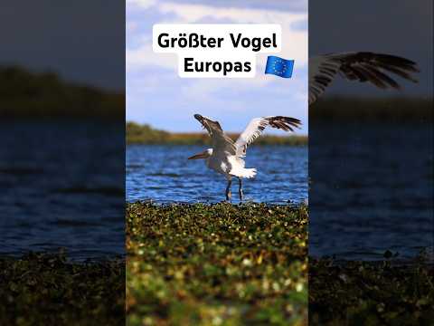 Größte Pelikan der Welt und größter Vogel Europas